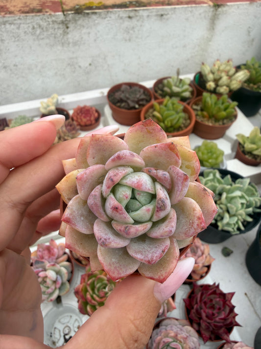Echeveria Coreana