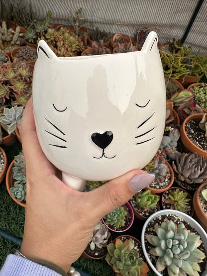 Maceta gatito