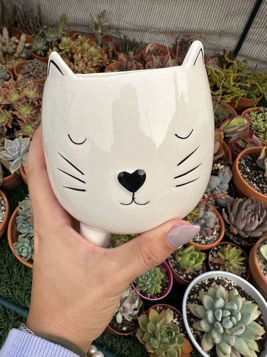 Maceta gatito