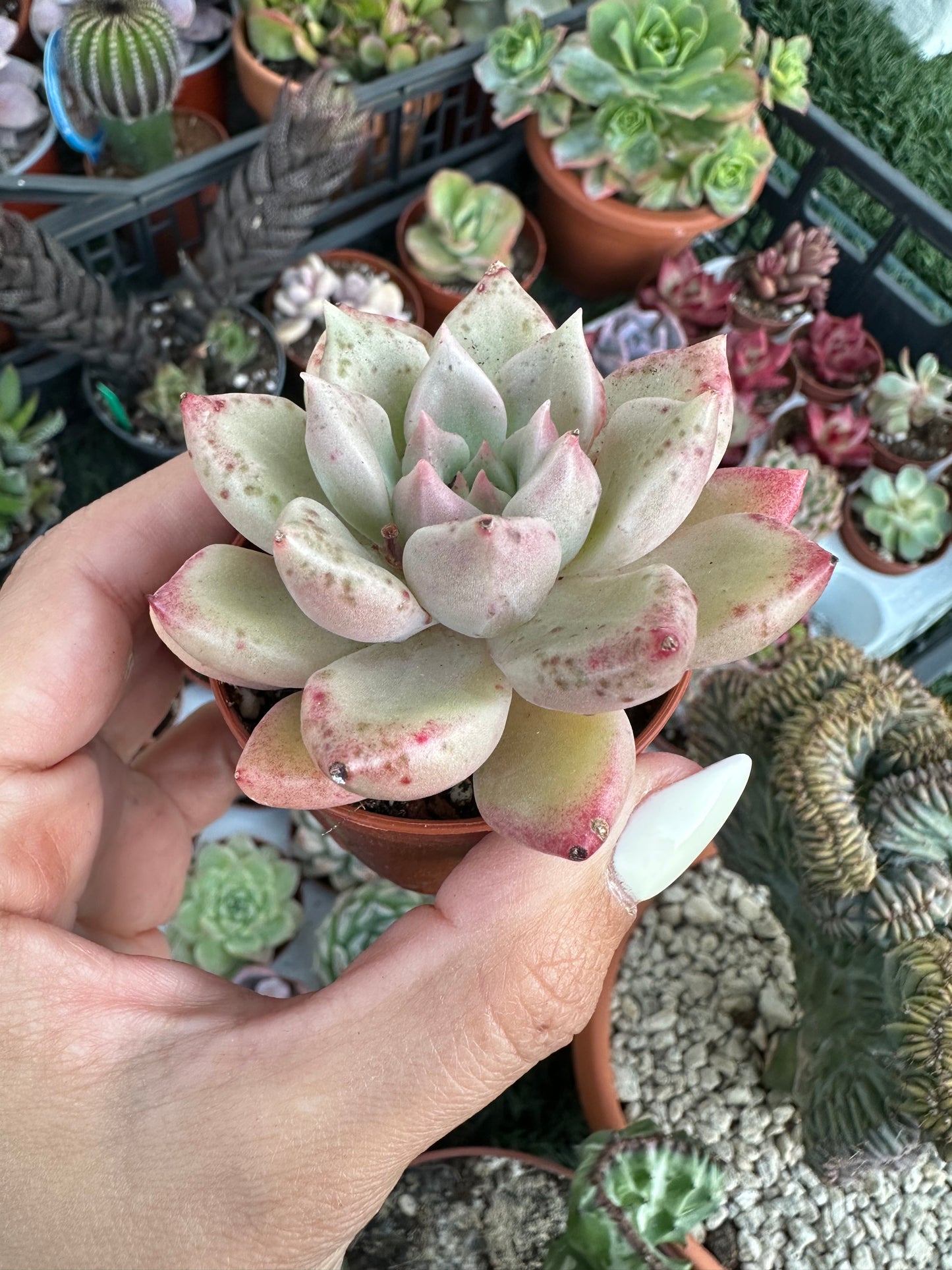 Echeveria Arje