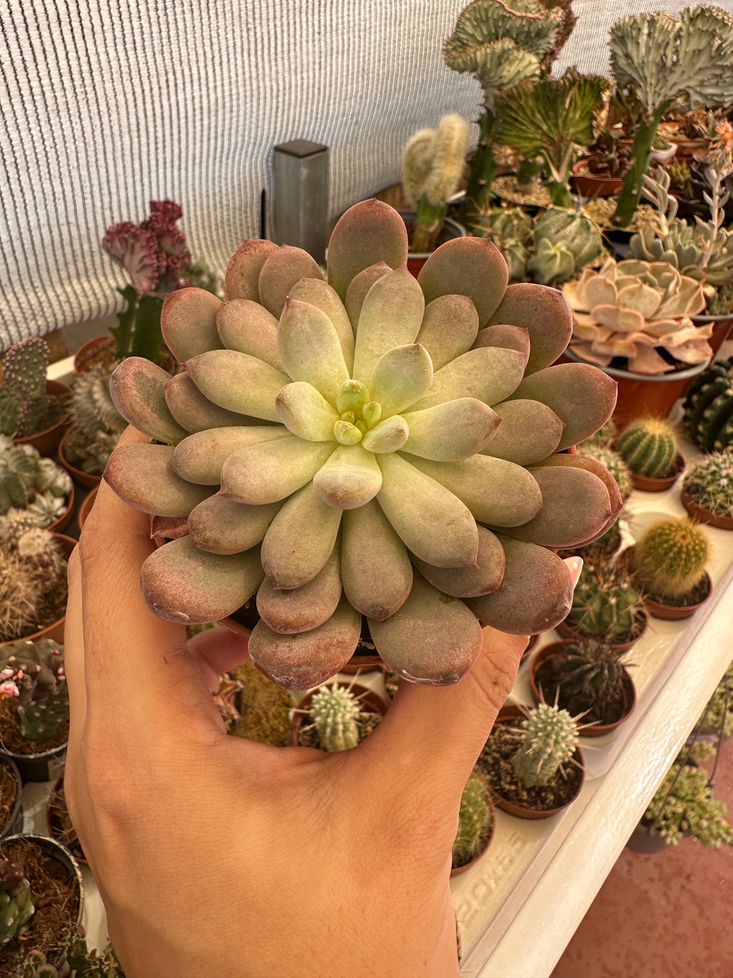 Echeveria black raccoon