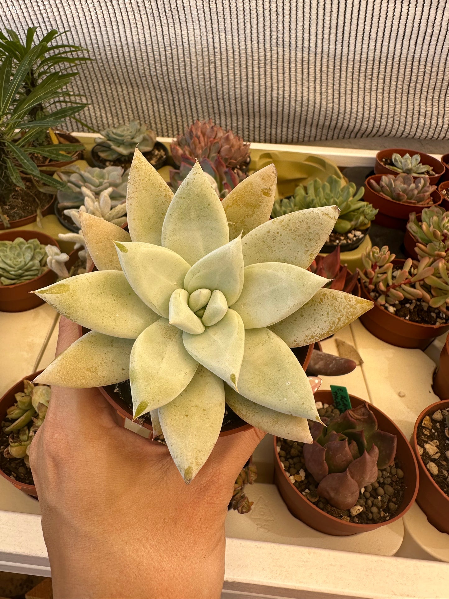 Echeveria Mexican Giant