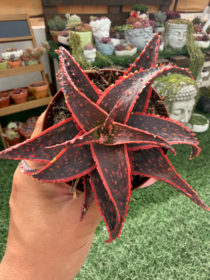 Aloe Christmas Carol