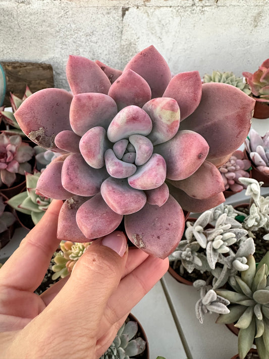 Graptoveria Opalina