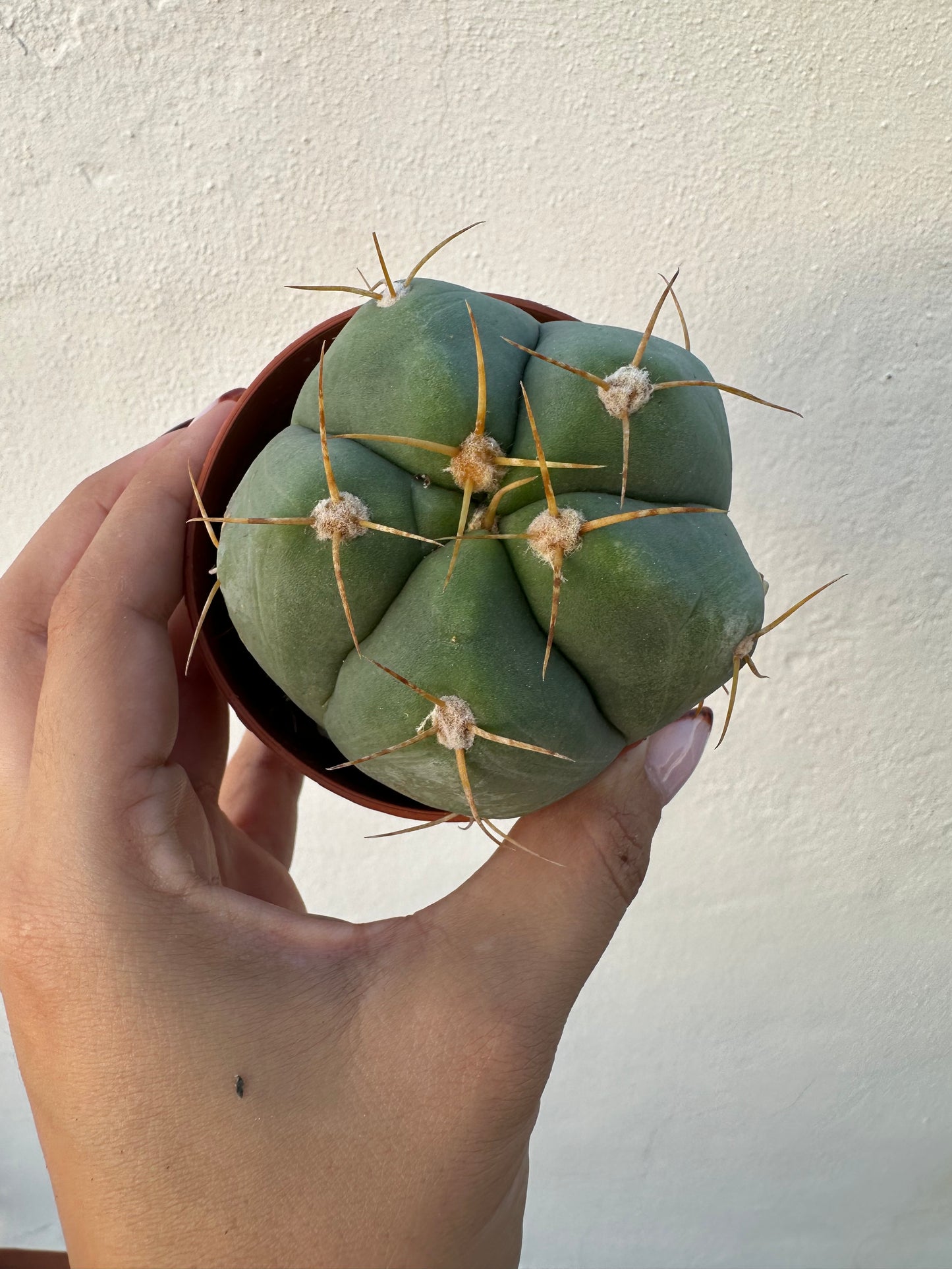Gymnocalycium Horstii
