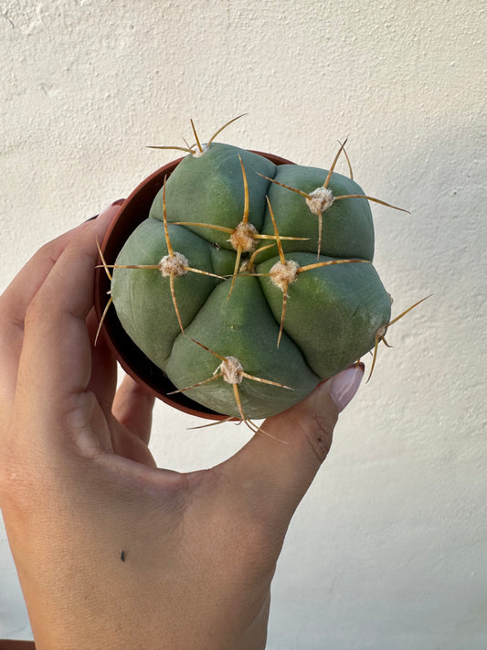 Gymnocalycium Horstii