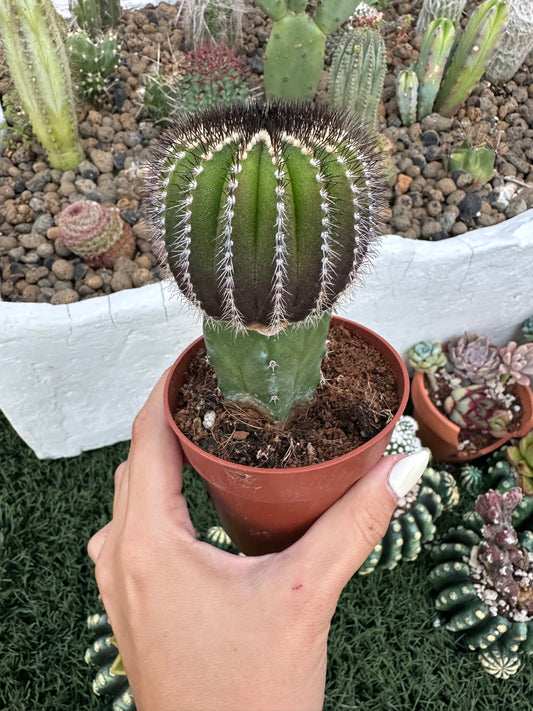 Uebelmannia Pectinifera