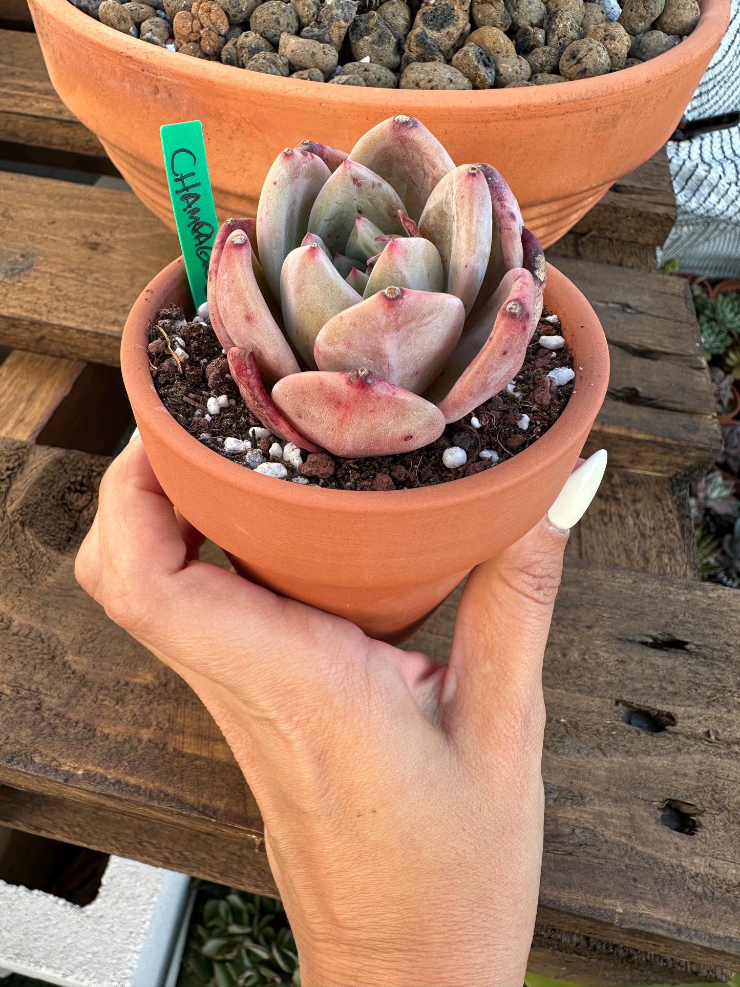 Echeveria Champagne