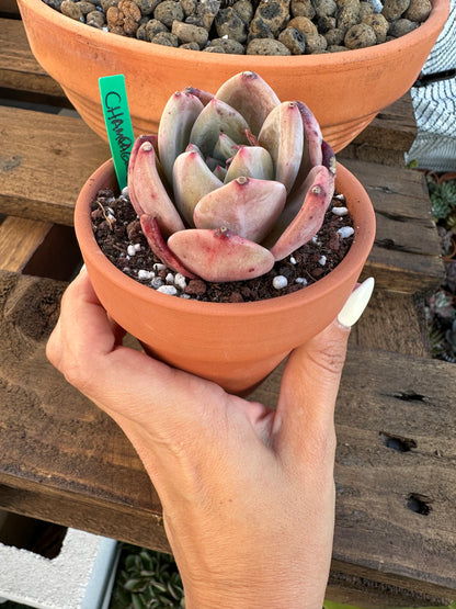 Echeveria Champagne