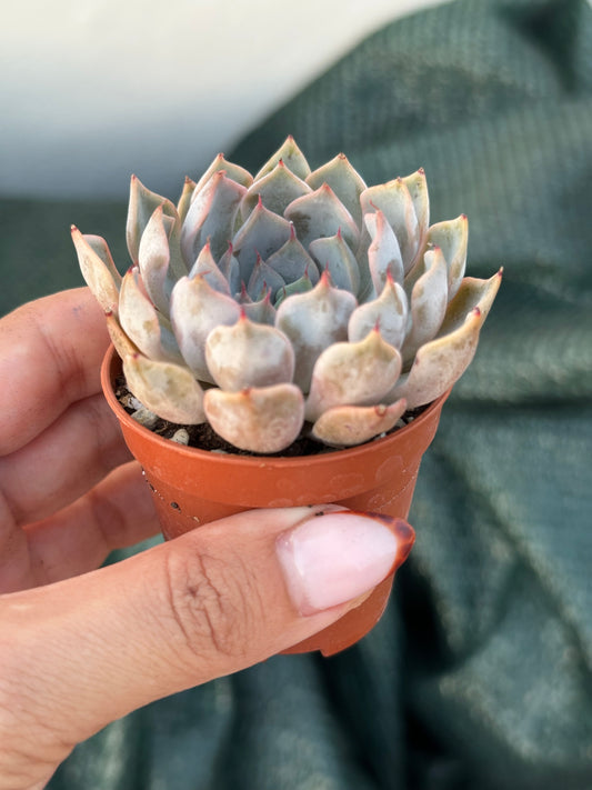 Echeveria Pink Zaragoza