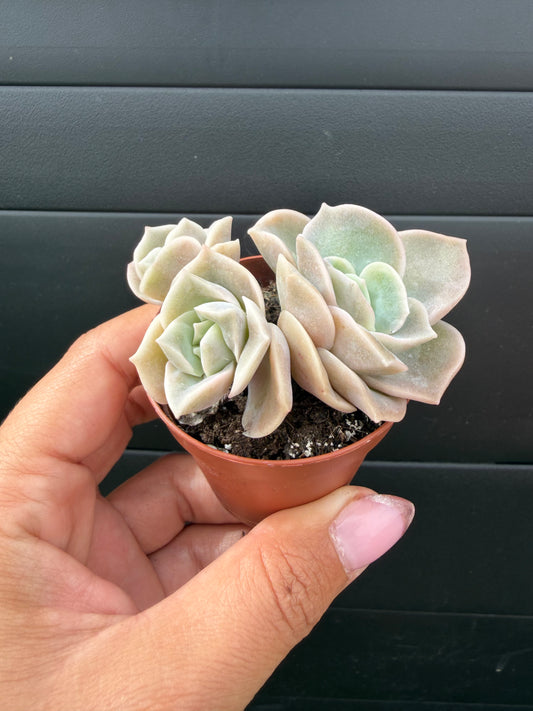 Graptoveria Lovely Rose