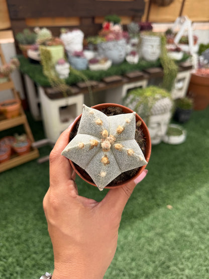 ASTROPHYTUM MYRIOSTIGMA