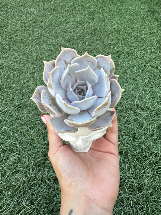 Echeveria Lilacina “Ghost Echeveria”