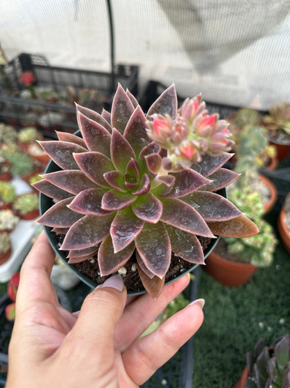 Echeveria Serrana