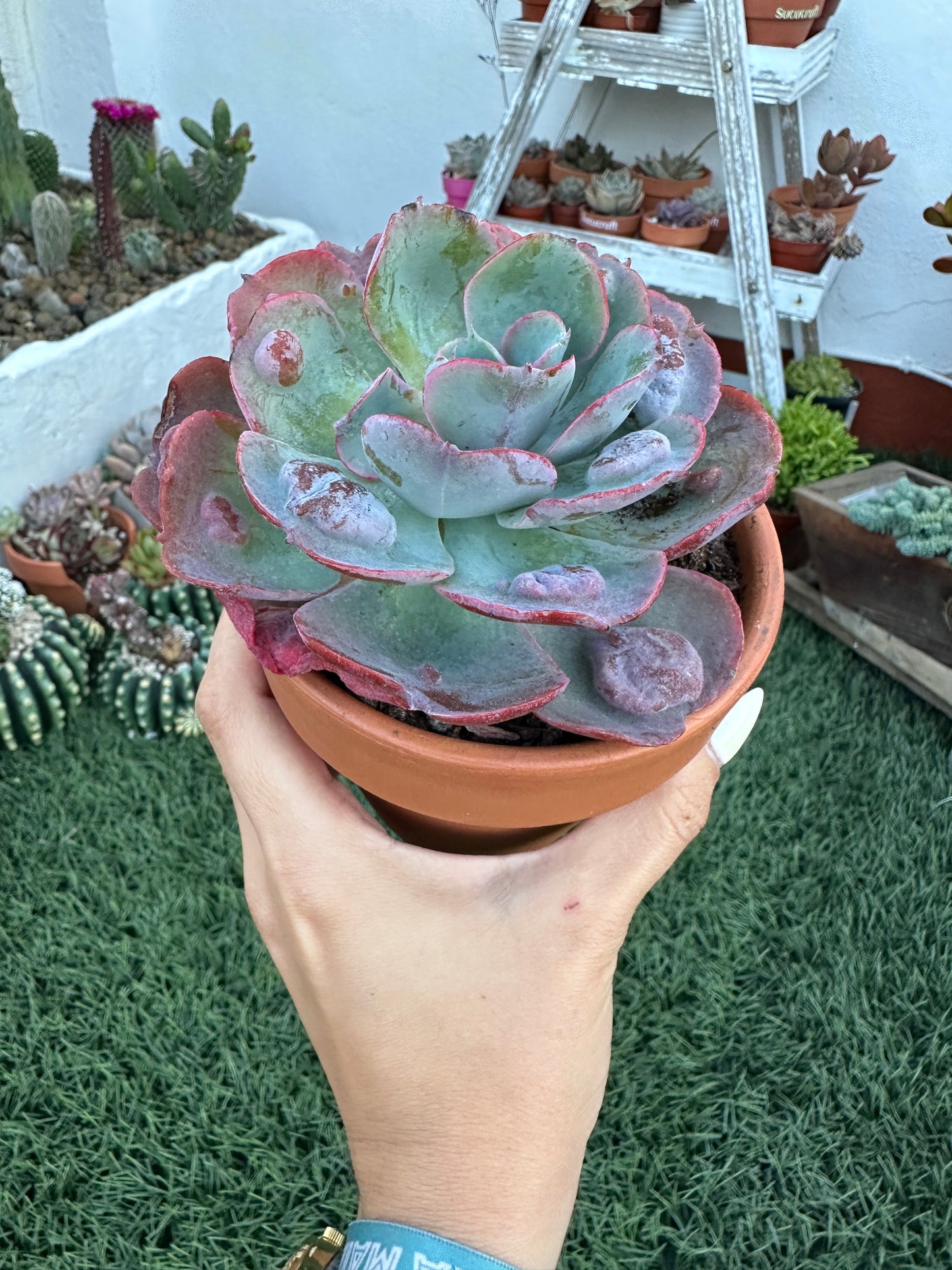 Echeveria Raindrops (11cm)
