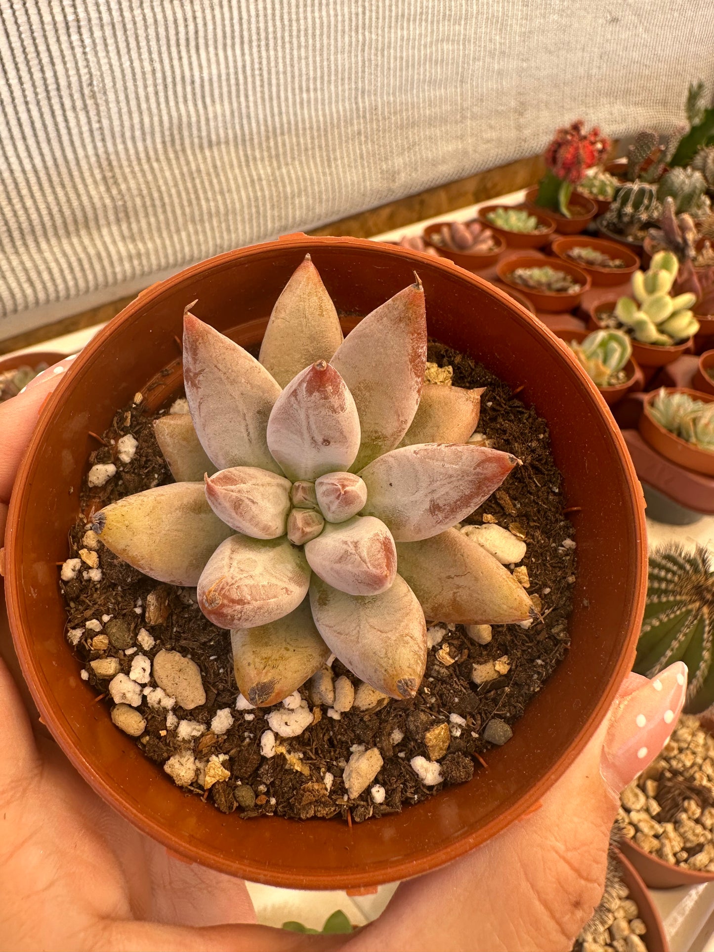 Echeveria tolimanensis