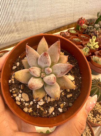Echeveria tolimanensis