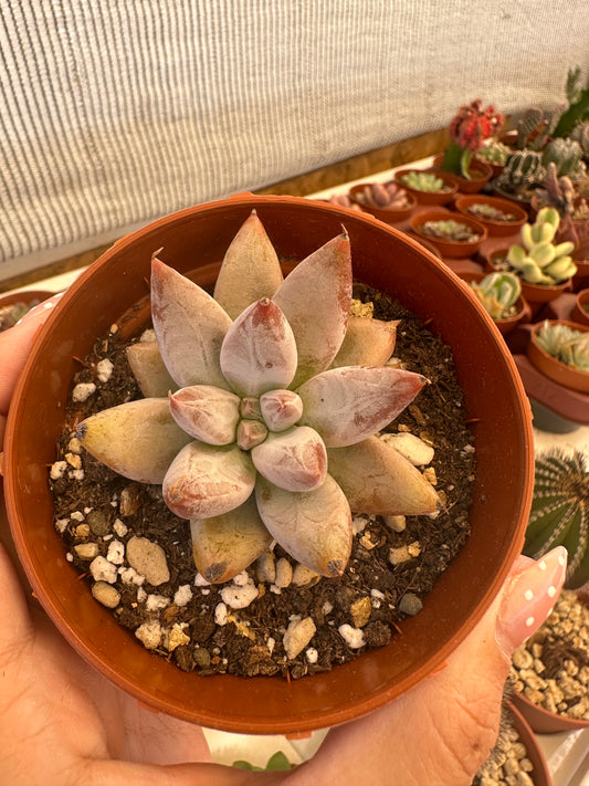 Echeveria tolimanensis