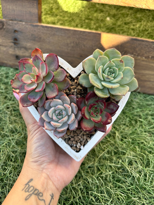 Corazón de suculentas 1