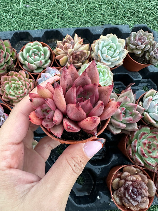 Echeveria Coreana