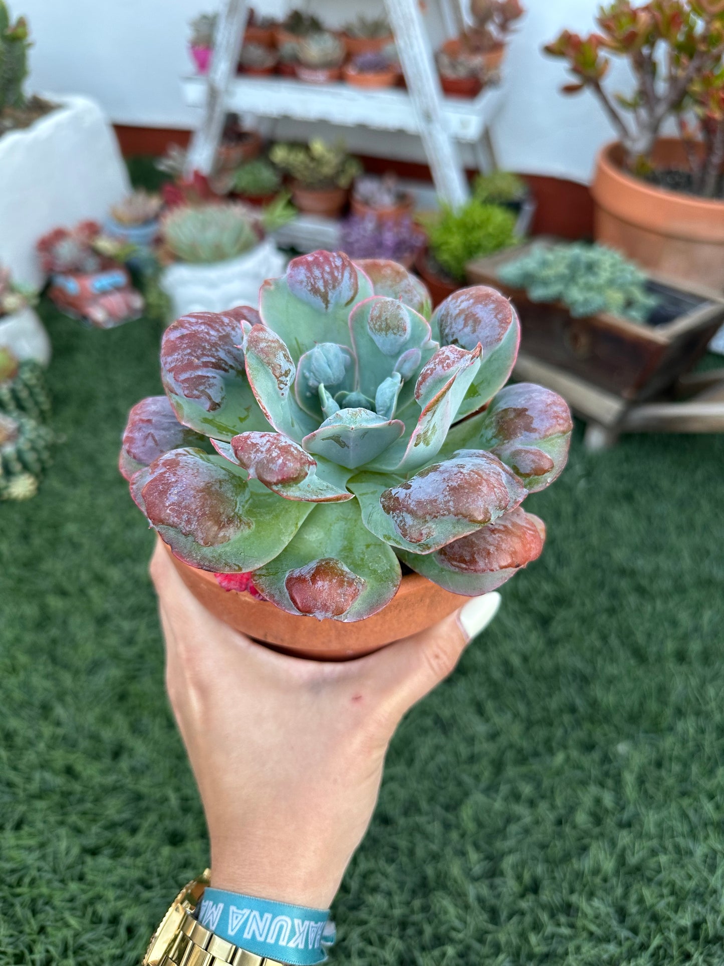 Echeveria Raindrops (13cm)