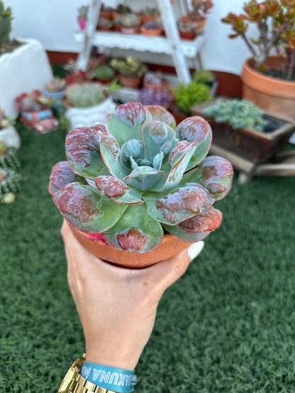 Echeveria Raindrops (13cm)