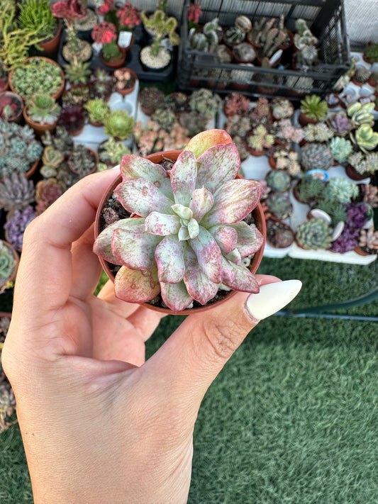 Echeveria Minibelle Monstruosa