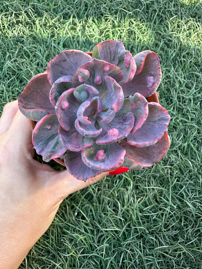 Echeveria Beyonce Variegata