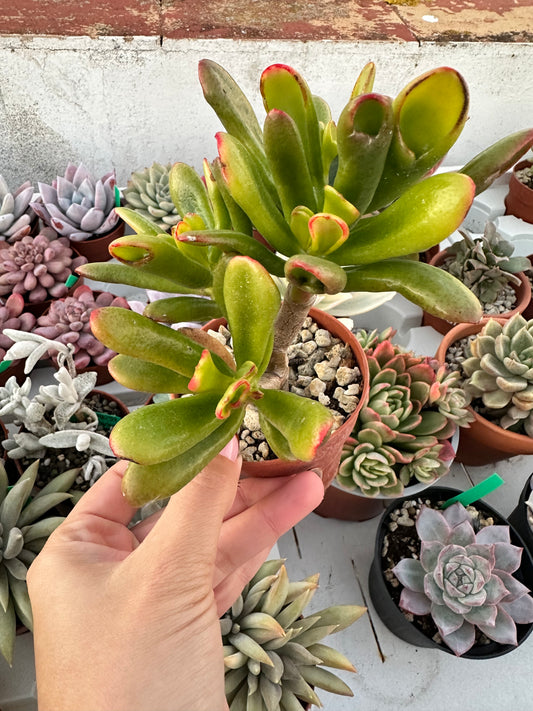Crassula Ovata ‘Hobbit’ Variegata