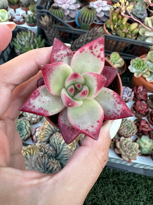 Echeveria Agavoides
