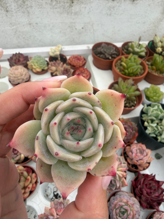 Echeveria Coreana