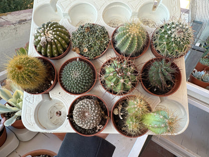 Surtido Cactus