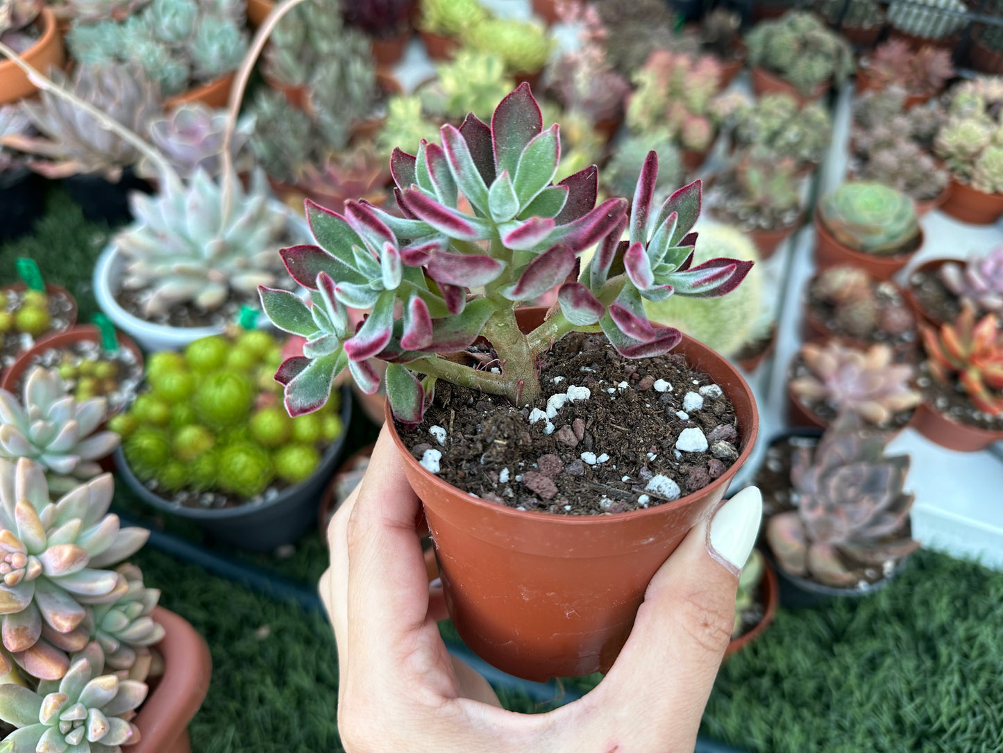 Echeveria Pulvinata ‘Devotion’