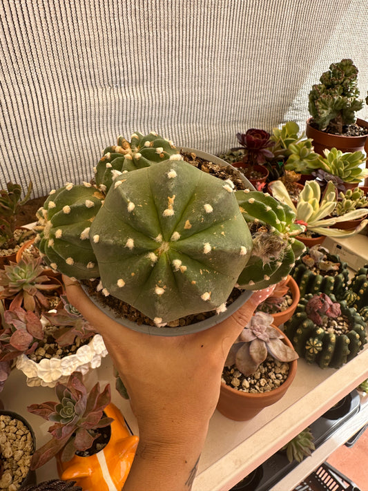 Echinopsis Subdenudata “Cactus Linterna”