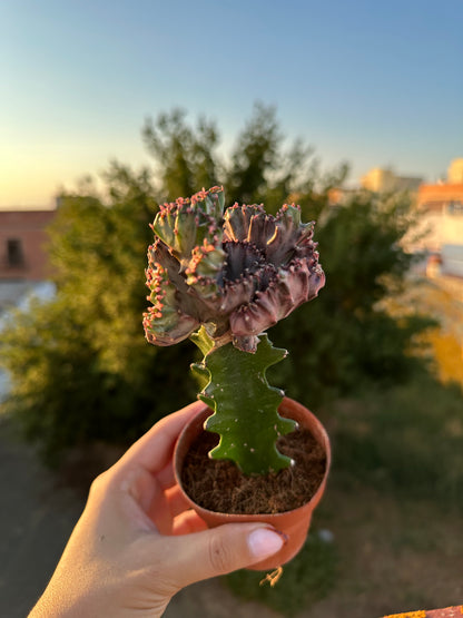 Euphorbia Lactea Cristata “Coral”