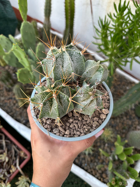 Astrophytum Ornatum “Cactus Estrella”