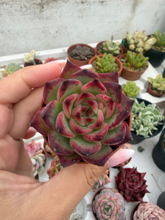 Echeveria Coreana
