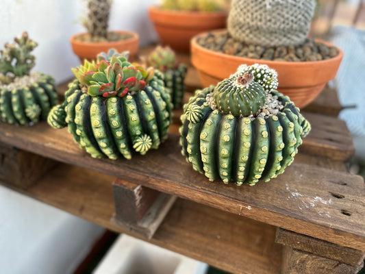 Composición maceta cactus