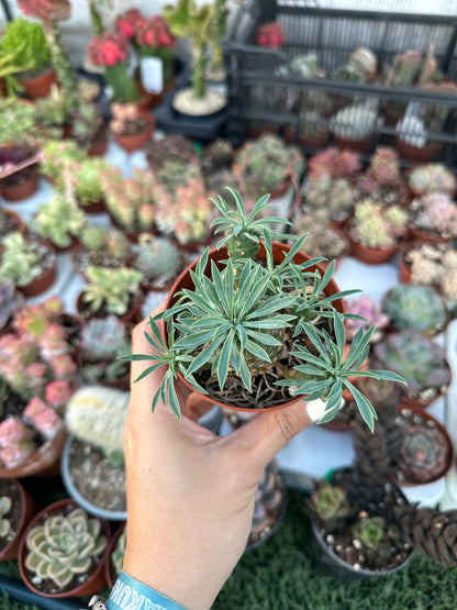 Euphorbia “Sotetsu Kiri “