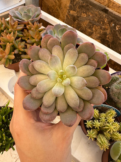 Echeveria black raccoon