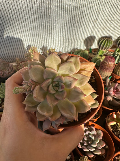 Echeveria Arje