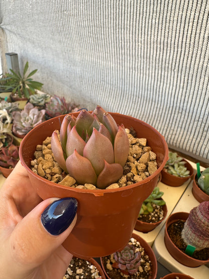 Echeveria Penélope