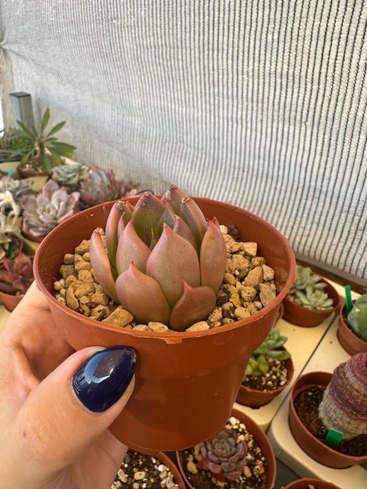 Echeveria Penélope