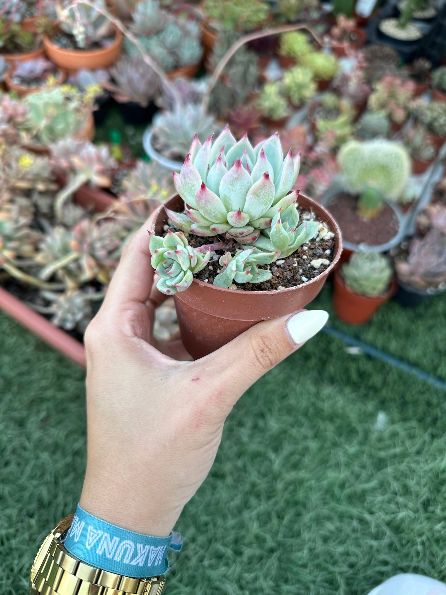 Echeveria Tippy