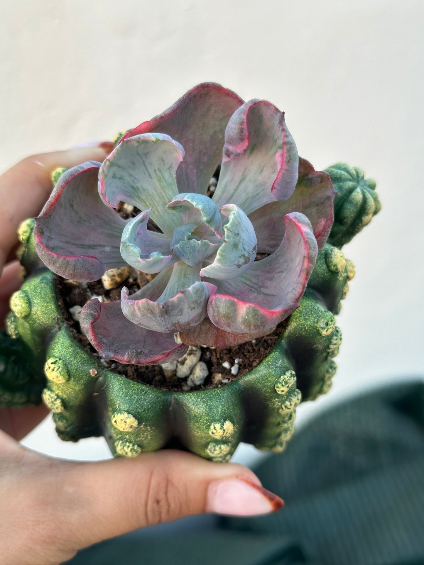 Echeveria Beyonce Variegata
