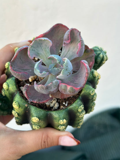 Echeveria Beyonce Variegata