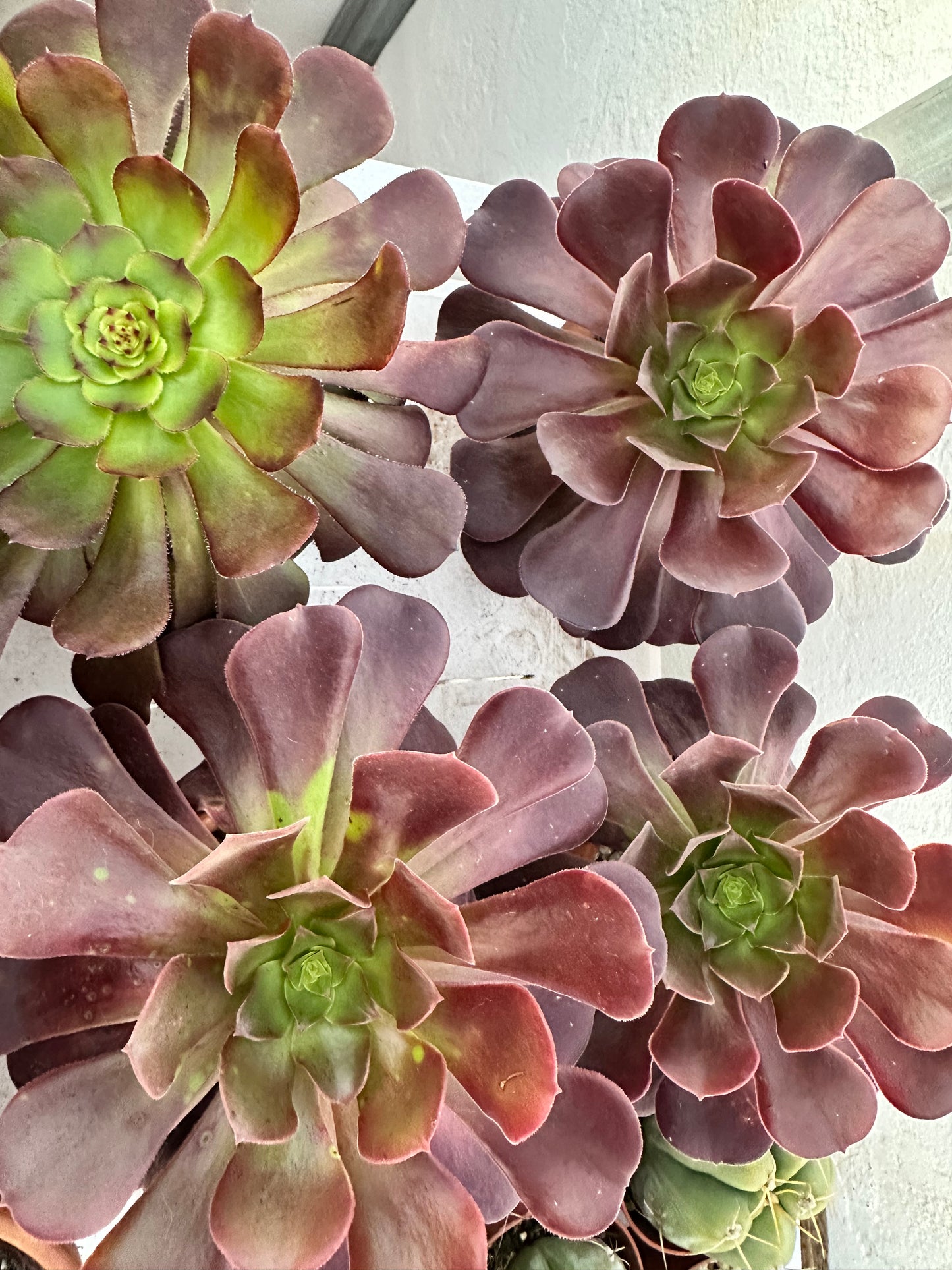 Aeonium