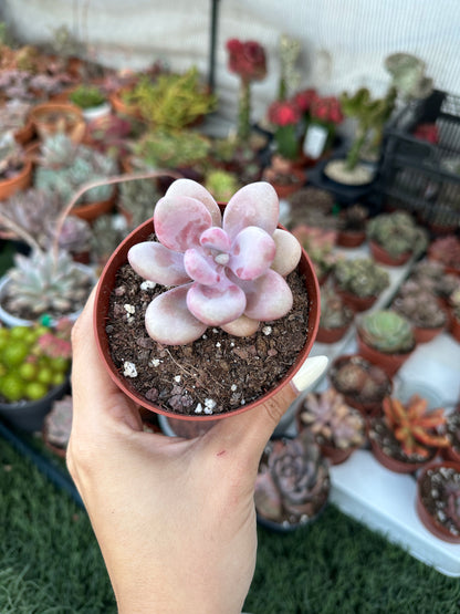 Graptopetalum Amethystinum
