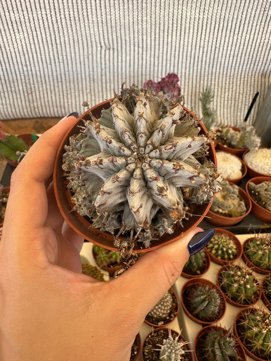 Euphorbia horrida