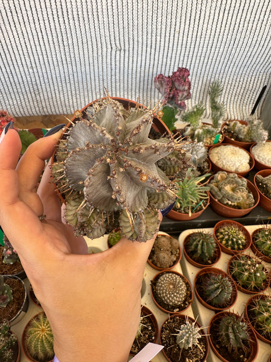 Euphorbia horrida